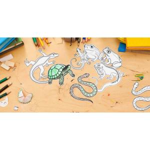 Quill Shapes Reptile & Amphibians Colour In Pk30