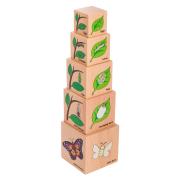 Freckled Frog Lifecycle Wooden Blocks